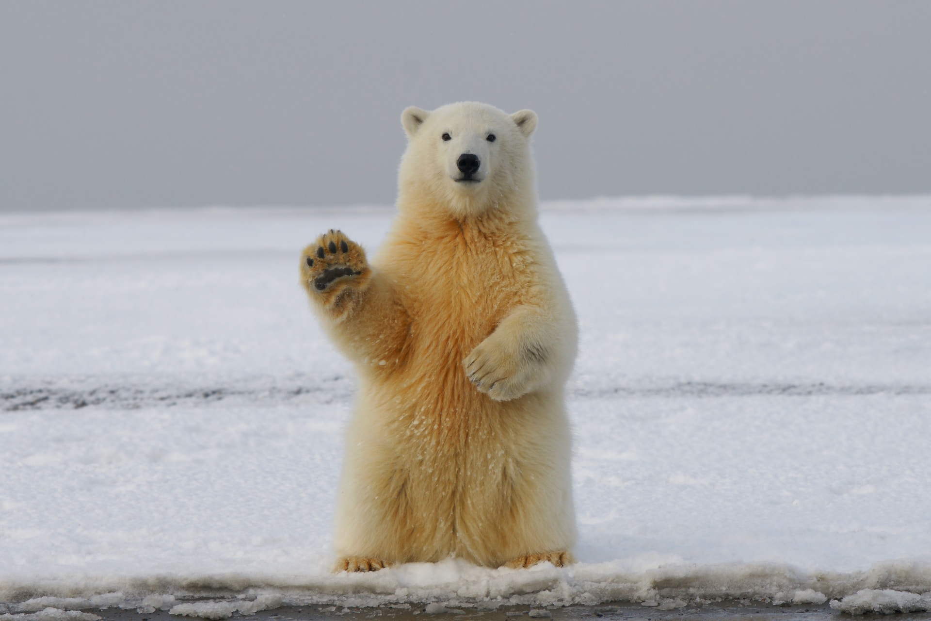 Polar Bear Pages